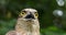 European Sparrowhawk, accipiter nisus, Portrait of Adult, Normandy,