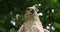 European Sparrowhawk, accipiter nisus, Portrait of Adult, Normandy,