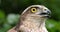 European Sparrowhawk, accipiter nisus, Portrait of Adult, Normandy,