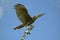 European Sparrowhawk, accipiter nisus, Taking off from Branch, Normandy