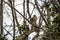 A European Sparrowhawk raptor in a Sycamore Tree