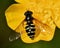 European species of hoverfly, Dasysyrphus venustus