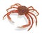 European spider crab