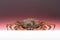 European spider crab, pink, orange, isolated, crustacean, shellfish, seafood, claw