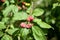 European spindle, common spindle, Euonymus europaeus