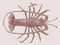 European spiny lobster or crayfish palinurus elephas in top view