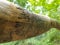European spruce bark beetle pupa marks on wood