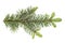 European spruce Picea abies branch with young spring needles isolated on white background, no shadows, clipping path. Forest and