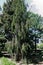 European spruce Picea abies virgata in dendrological garden