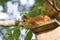 European squirrel sitting on the roof iskustveenoy Bird houses.