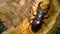 The European stag beetle Lucanus cervus