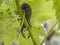 The European stag beetle Lucanus cervus perched on a vine