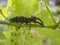 The European stag beetle Lucanus cervus perched on a vine