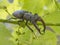 The European stag beetle Lucanus cervus perched on a vine