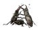 European Stag beetles against white background