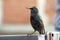 European starling begging for food