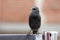 European starling begging for food