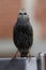 European starling begging for food