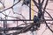 European starling bird on grape vine while snowfall