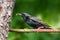 European Starling on branch.
