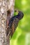 European Starling on branch with food