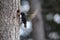 European Starling feeding nestlings