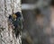 European Starling feeding nestlings