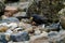 European Starling feeding at seaside beach