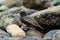 European Starling feeding at seaside beach