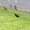 European Starling looking for foods