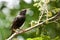 European Starling Perched in a Tree