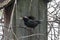 European Starling Standing on Stick with Worm in Mouth