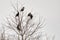 European Starling Sturnus vulgaris