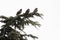 European Starling Sturnus vulgaris
