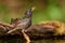 European Starling - Sturnus vulgaris