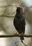 European Starling (Sturnus vulgaris)