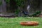 European starling, sturnus vulgaris, in flight wet from bird bath