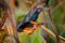 European Starling - Sturnus vulgaris pollinating the australian flowers. European bird introduced to Australia, New Zealand, South