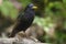 European Starling (Sturnus vulgaris vulgaris)