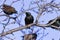 European Starlings    800902