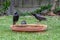 European starlings bathing in a temporary bird bath