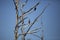 European Starlings and Double-Crested Cormorants