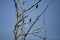 European Starlings and Double-Crested Cormorants