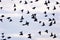 European Starlings Flock  704516