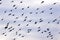 European Starlings Flock  704519