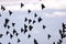 European Starlings Flock  704523