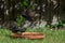 European starlings, sturnus vulgaris, fighing in a garden bird bath