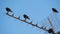 European starlings Sturnus vulgaris perched on a television antenna