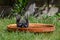 European starlings, sturnus vulgaris, wings up as bathes in a bird bath