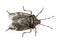 European stink bug, Rhaphigaster nebulosa